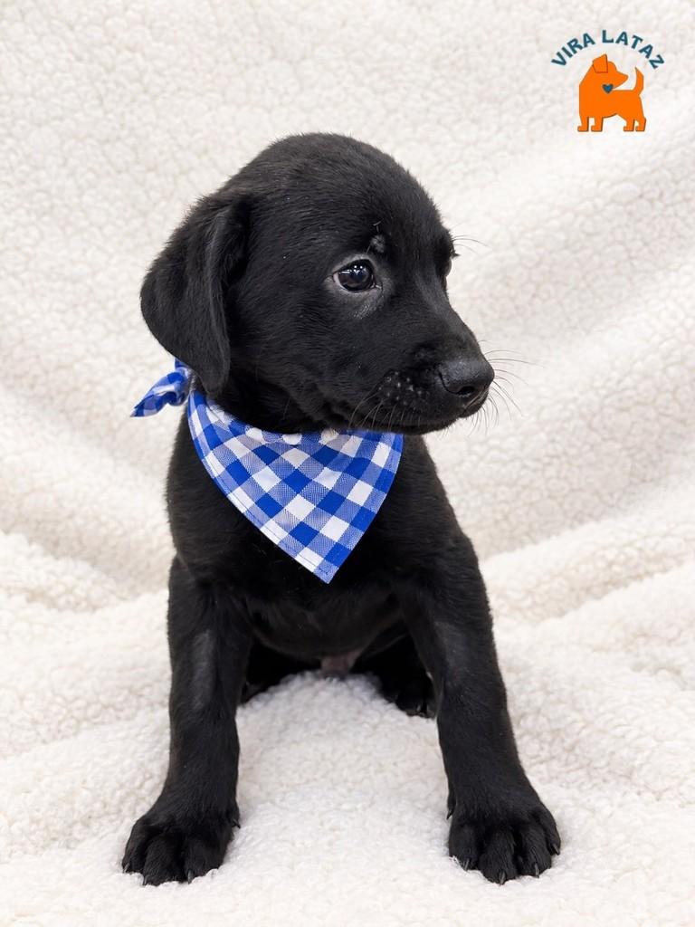 Ozzy, cachorro de porte pequeno para adoção em Curitiba - PR