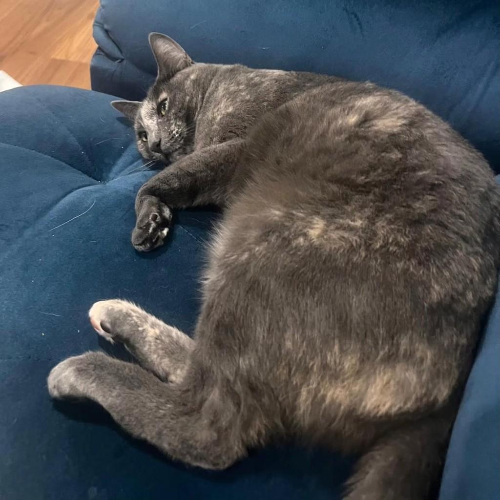 Joana, gato de porte médio para adoção em Gramado - RS