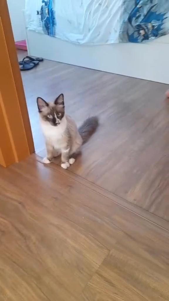 Kiwi, gato de porte pequeno para adoção em Joinville - SC