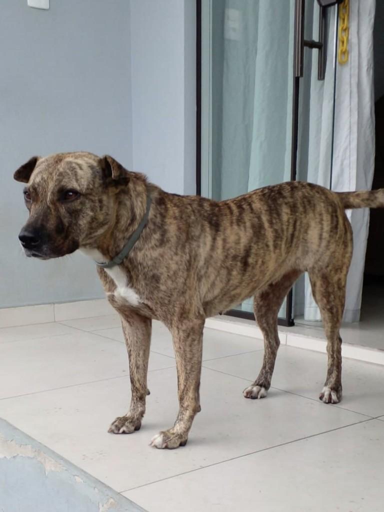 Princesa, cachorro de porte médio para adoção em Joinville - SC
