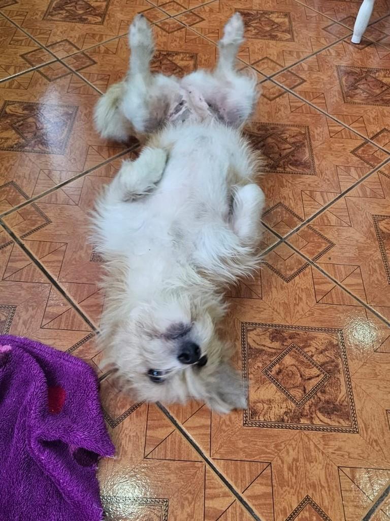Belinha, cadela de porte pequeno para adoção em Joinville - SC