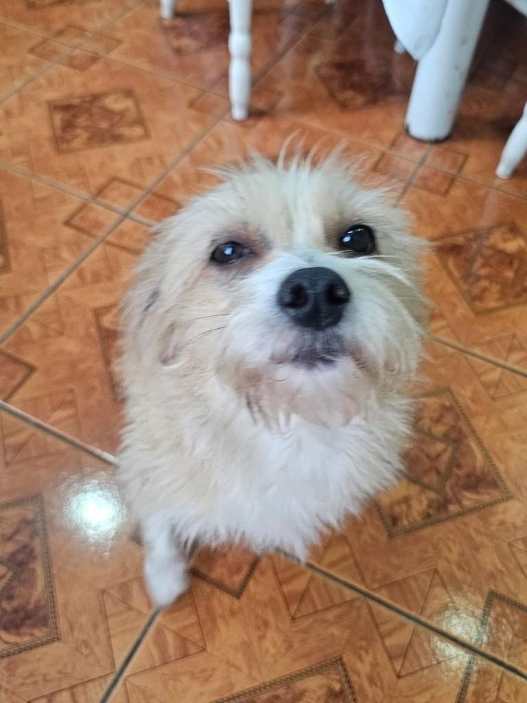 Belinha, cadela de porte pequeno para adoção em Joinville - SC — foto 2 de 4