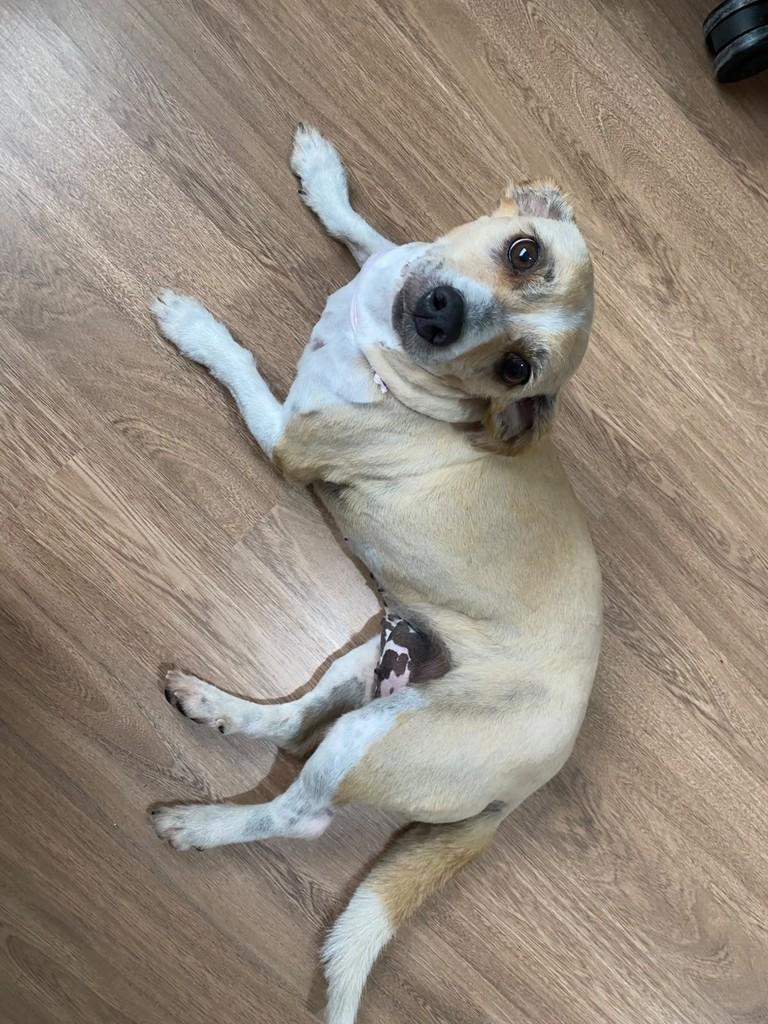 Belinha, cadela de porte pequeno para adoção em Joinville - SC — foto 3 de 4