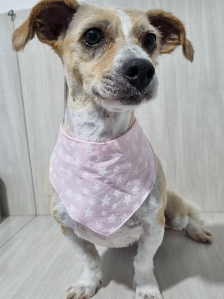 Belinha, cadela de porte pequeno para adoção em Joinville - SC — foto 4 de 4