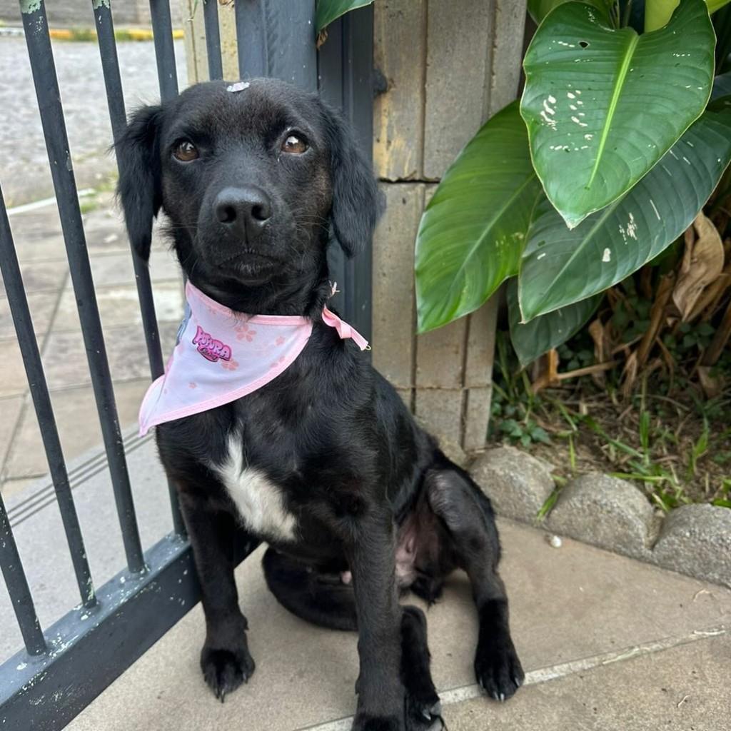 Lindinha, cachorro de porte pequeno para adoção em São Sebastião do Caí - RS