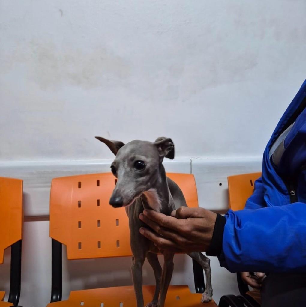 Doguinho, cadela de porte médio para adoção em São Paulo - SP