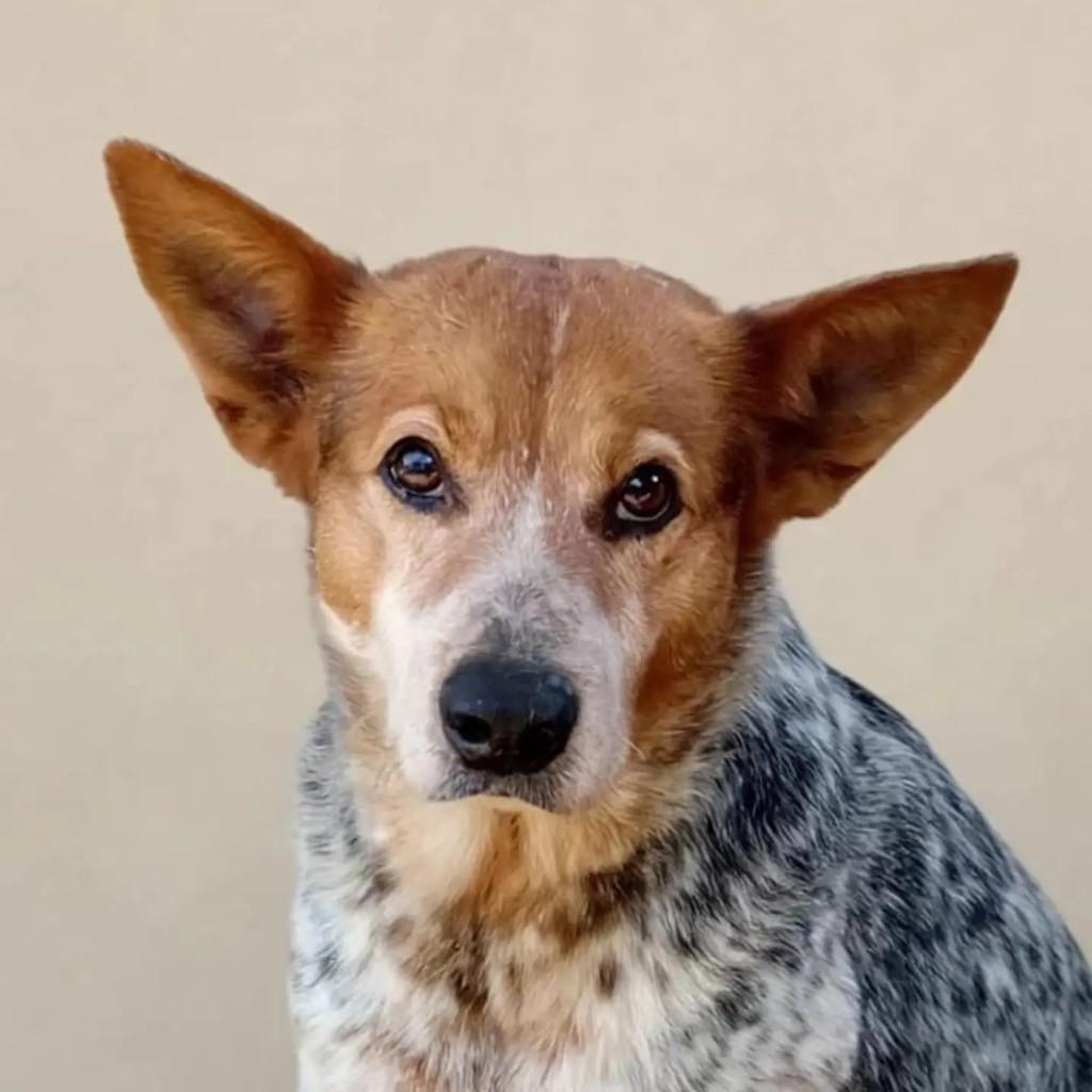 Mezenga, cachorro de porte médio para adoção em Porto Alegre - RS
