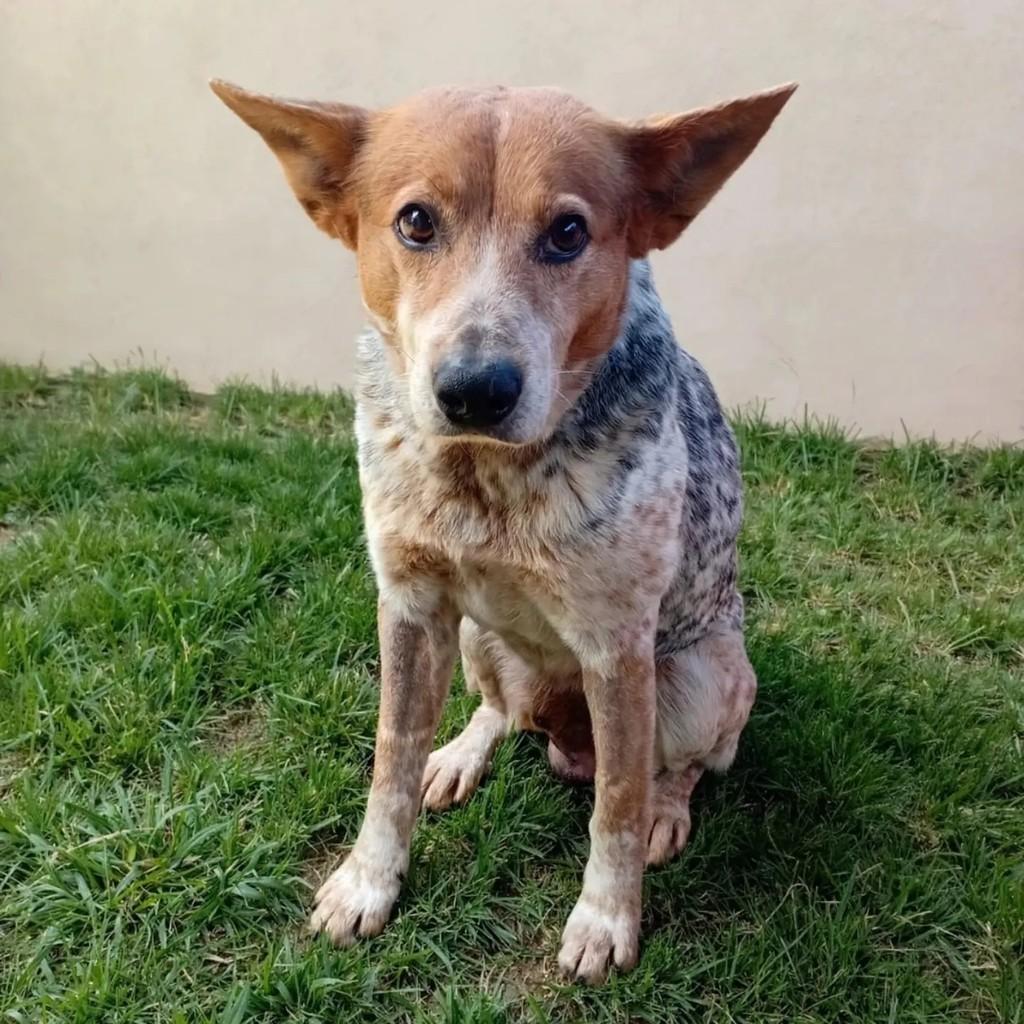 Mezenga, cachorro de porte médio para adoção em Porto Alegre - RS — foto 2 de 2