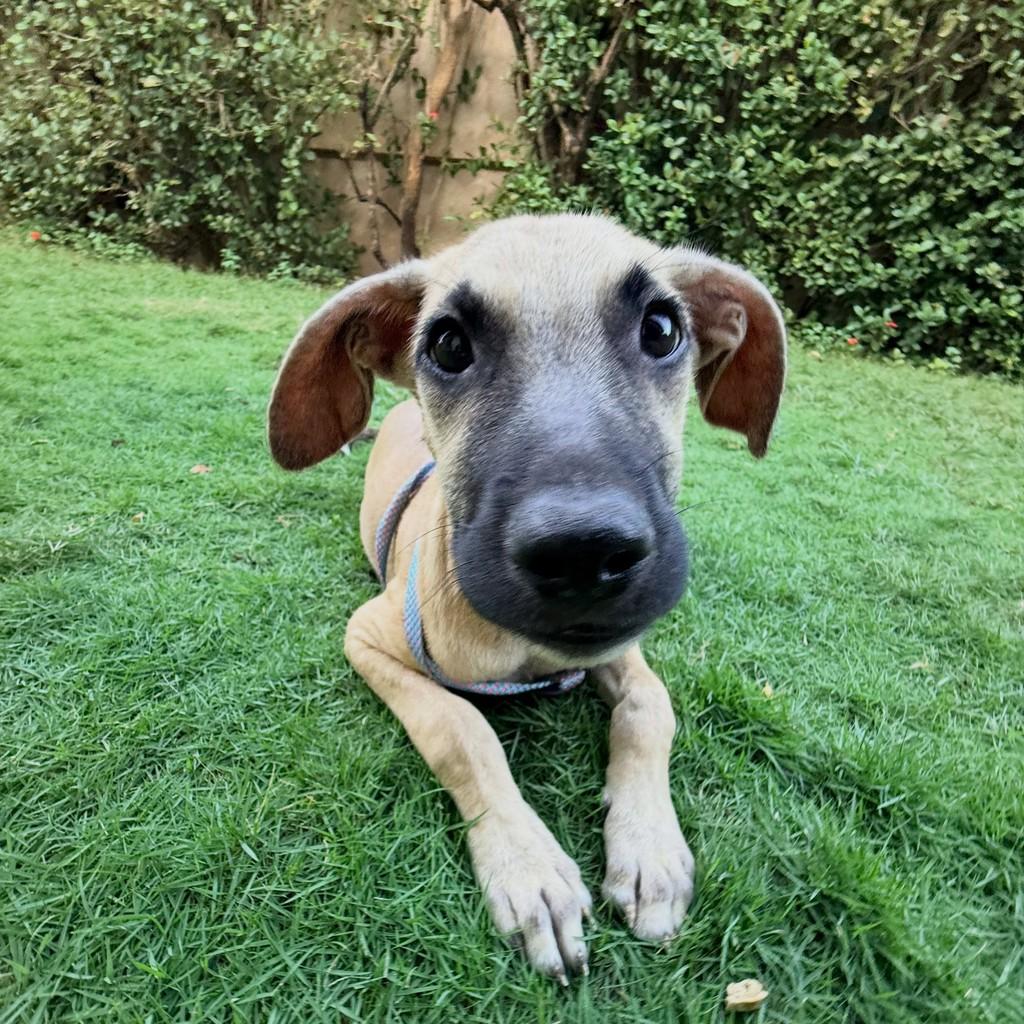 Jack, cachorro de porte pequeno para adoção em Fortaleza - CE