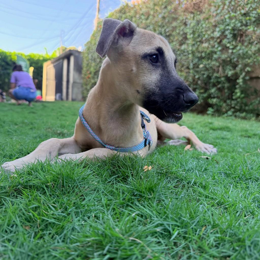 Jack, cachorro de porte pequeno para adoção em Fortaleza - CE — foto 2 de 10