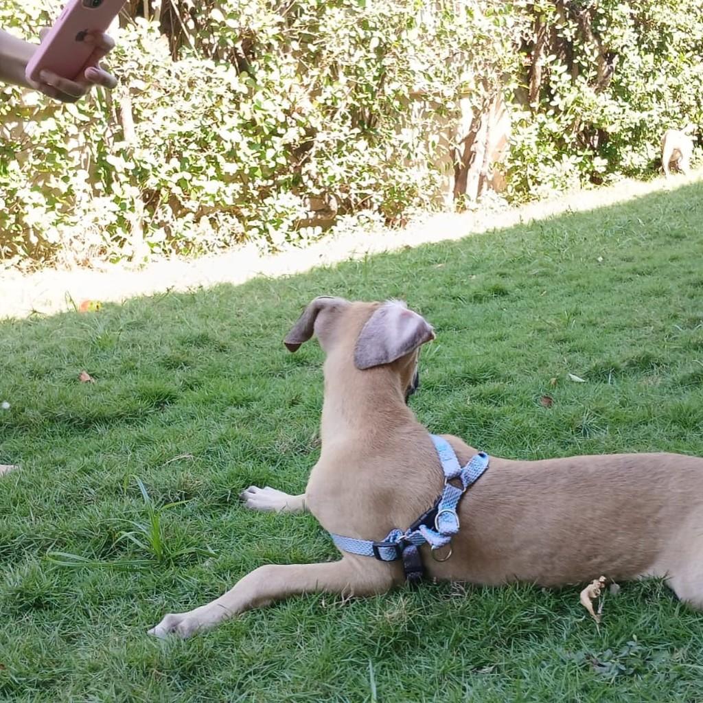 Jack, cachorro de porte pequeno para adoção em Fortaleza - CE — foto 3 de 10