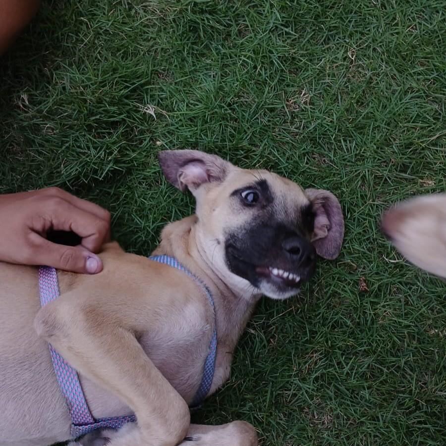 Jack, cachorro de porte pequeno para adoção em Fortaleza - CE — foto 4 de 10