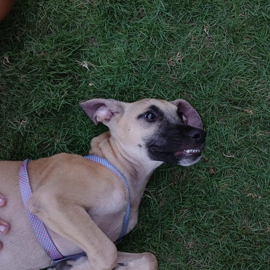 Jack, cachorro de porte pequeno para adoção em Fortaleza - CE — foto 5 de 10