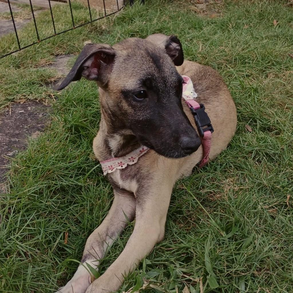 Rose, cachorro de porte pequeno para adoção em Fortaleza - CE