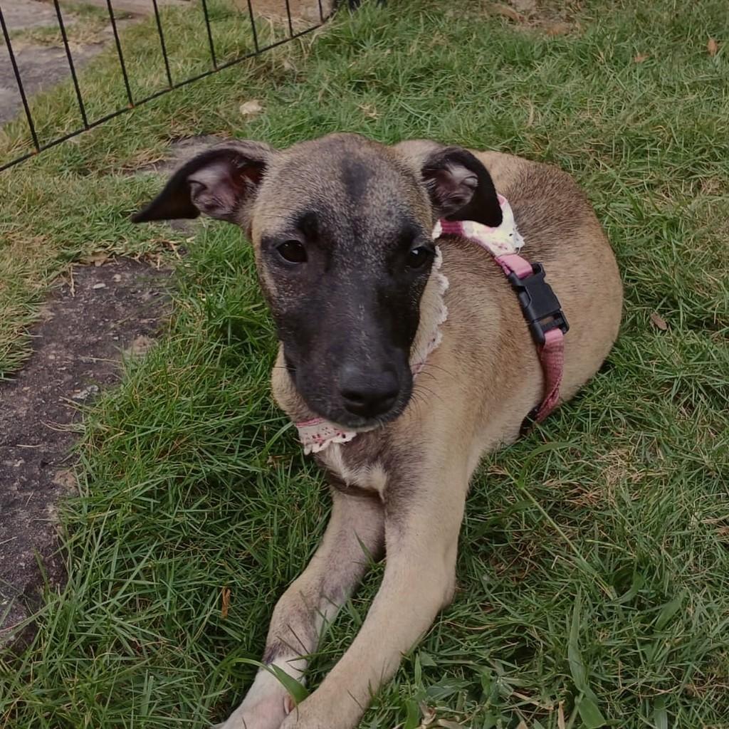 Rose, cachorro de porte pequeno para adoção em Fortaleza - CE — foto 2 de 2