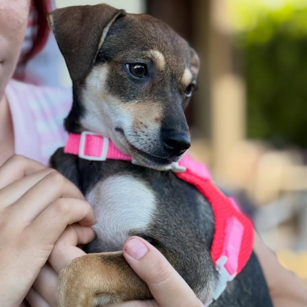 Monalisa, cachorro de porte pequeno para adoção em Fortaleza - CE