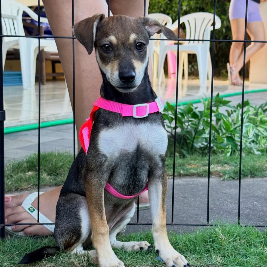 Monalisa, cachorro de porte pequeno para adoção em Fortaleza - CE — foto 2 de 8