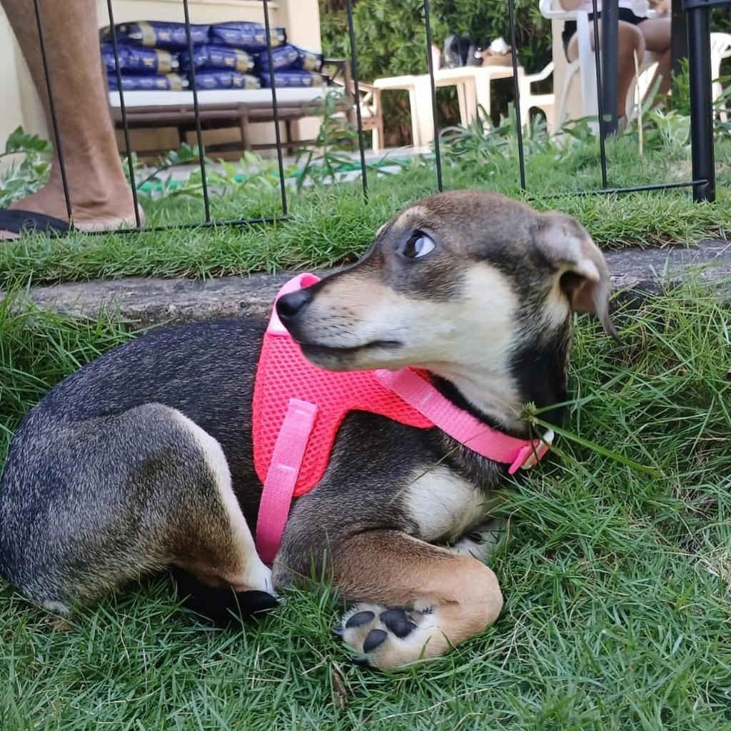 Monalisa, cachorro de porte pequeno para adoção em Fortaleza - CE — foto 3 de 8
