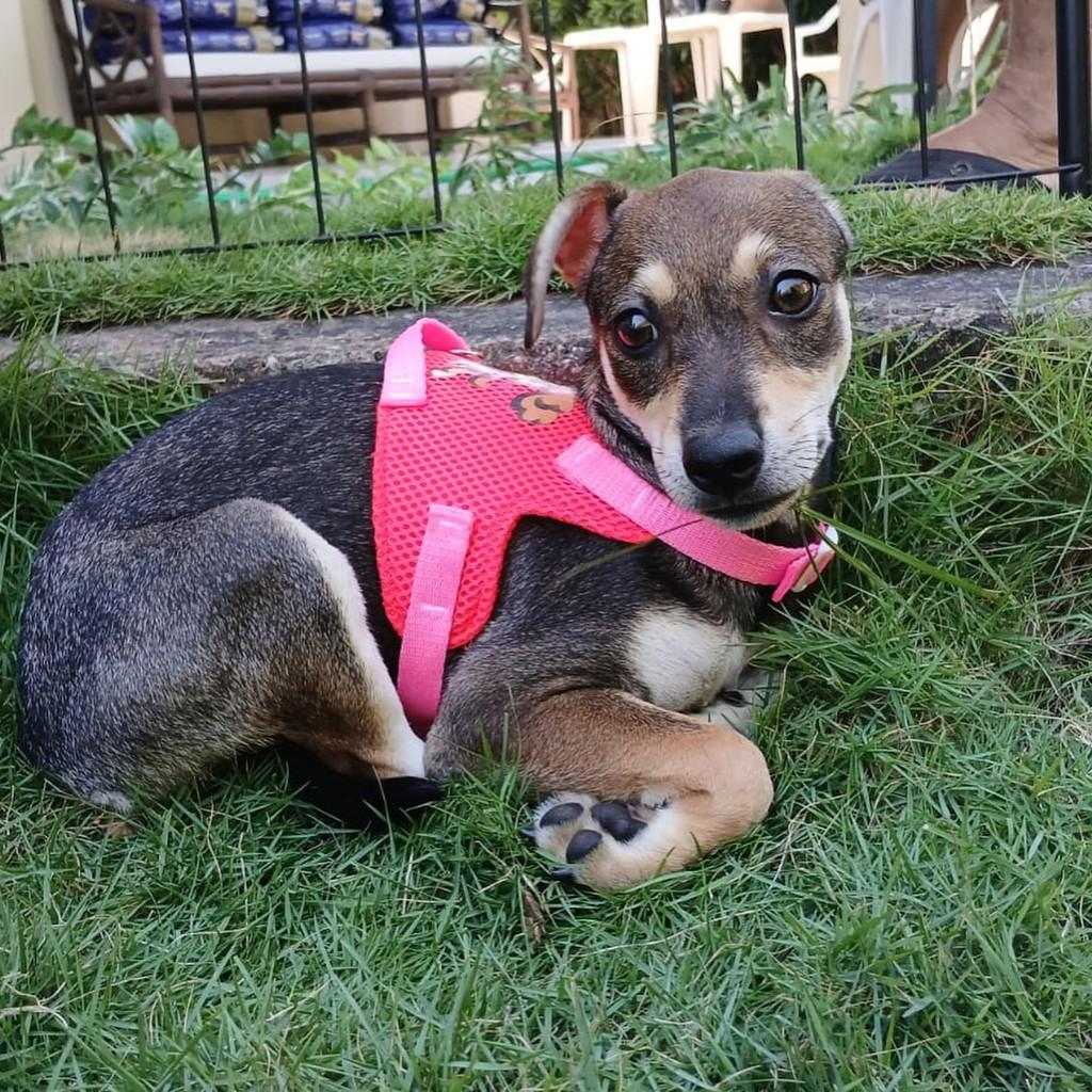 Monalisa, cachorro de porte pequeno para adoção em Fortaleza - CE — foto 4 de 8