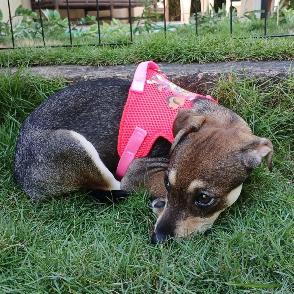 Monalisa, cachorro de porte pequeno para adoção em Fortaleza - CE — foto 5 de 8