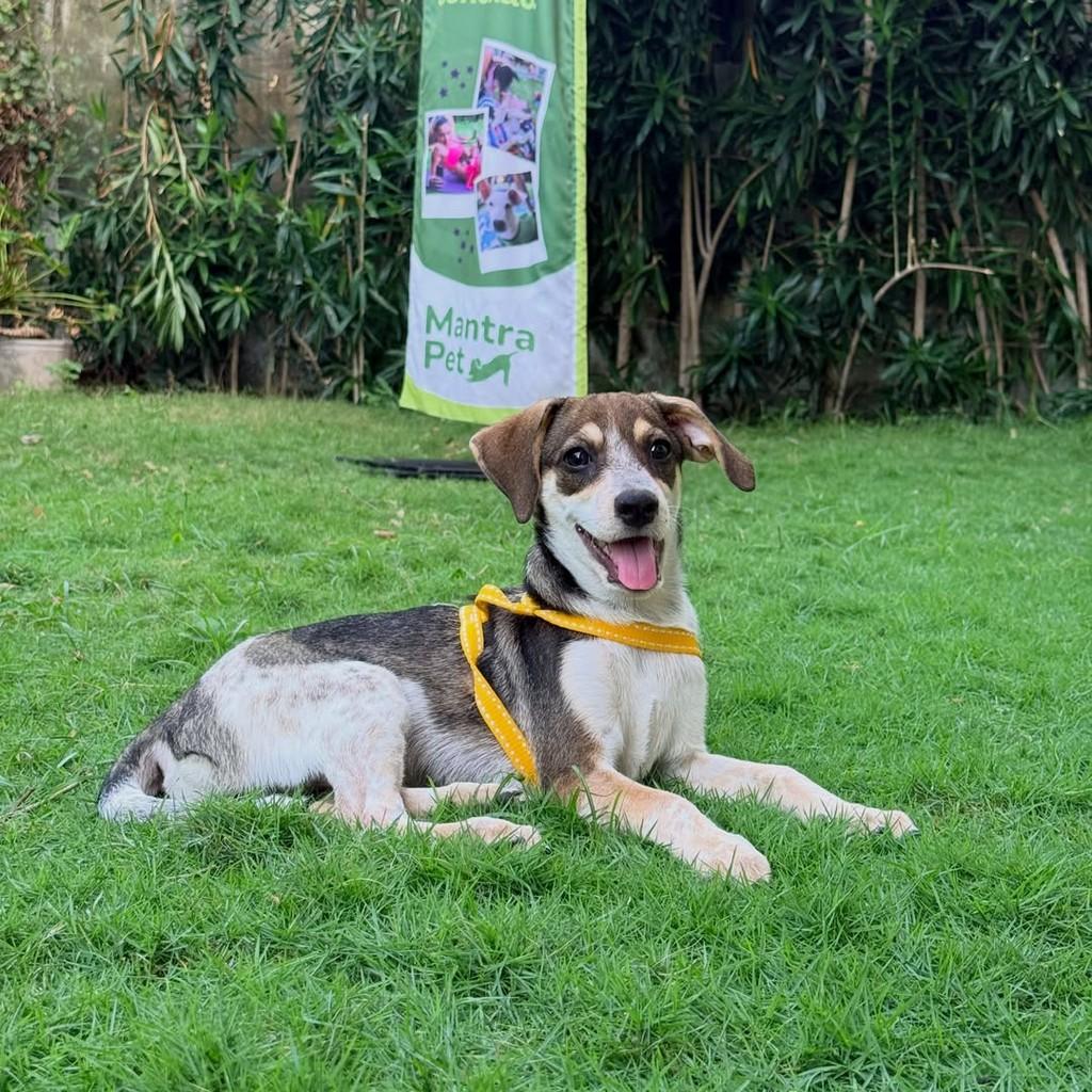 Picasso, cachorro de porte pequeno para adoção em Fortaleza - CE
