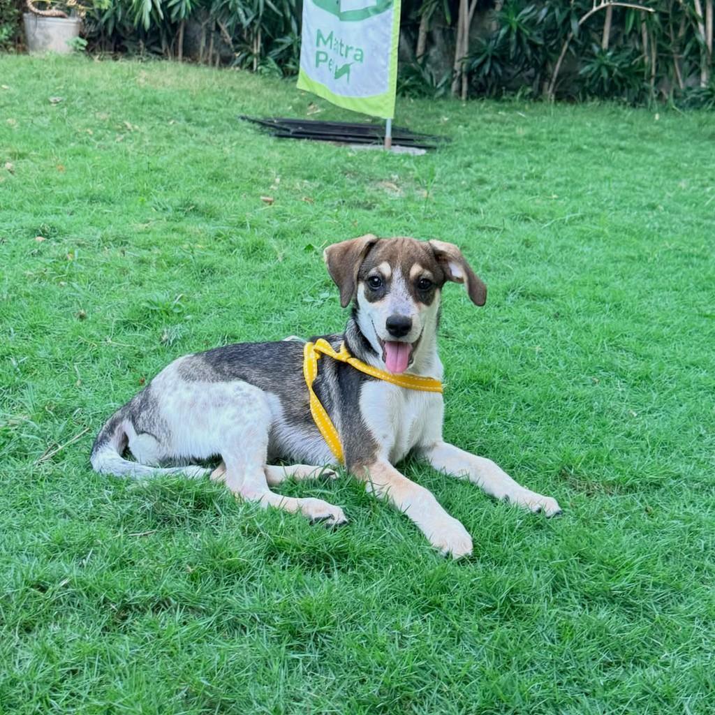 Picasso, cachorro de porte pequeno para adoção em Fortaleza - CE — foto 2 de 10