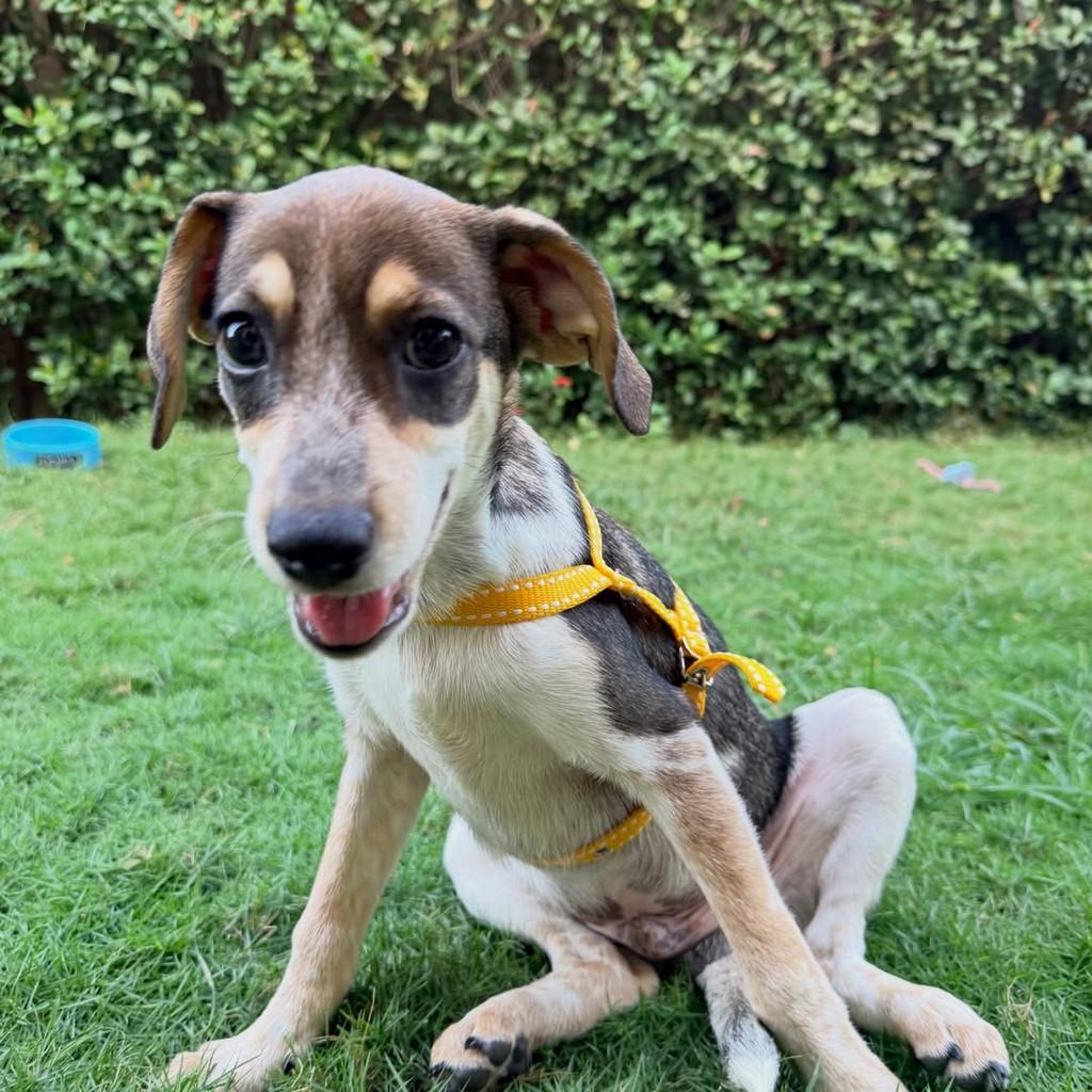 Picasso, cachorro de porte pequeno para adoção em Fortaleza - CE — foto 3 de 10