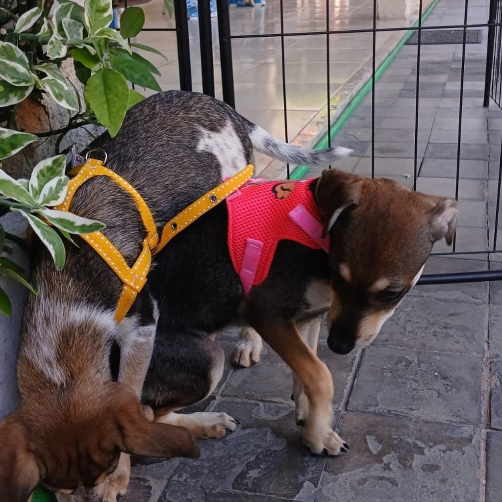 Picasso, cachorro de porte pequeno para adoção em Fortaleza - CE — foto 4 de 10