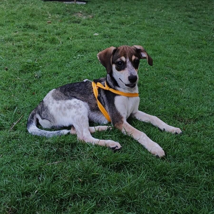 Picasso, cachorro de porte pequeno para adoção em Fortaleza - CE — foto 5 de 10
