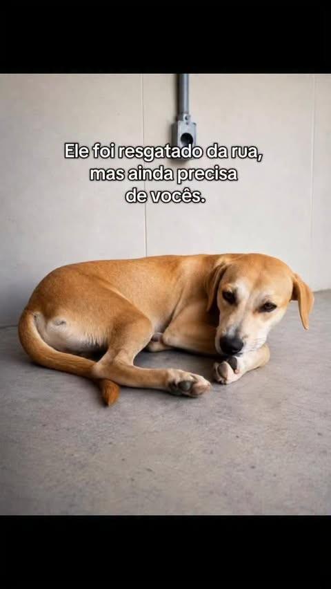 Caramelo, cachorro de porte médio para adoção em Fortaleza - CE