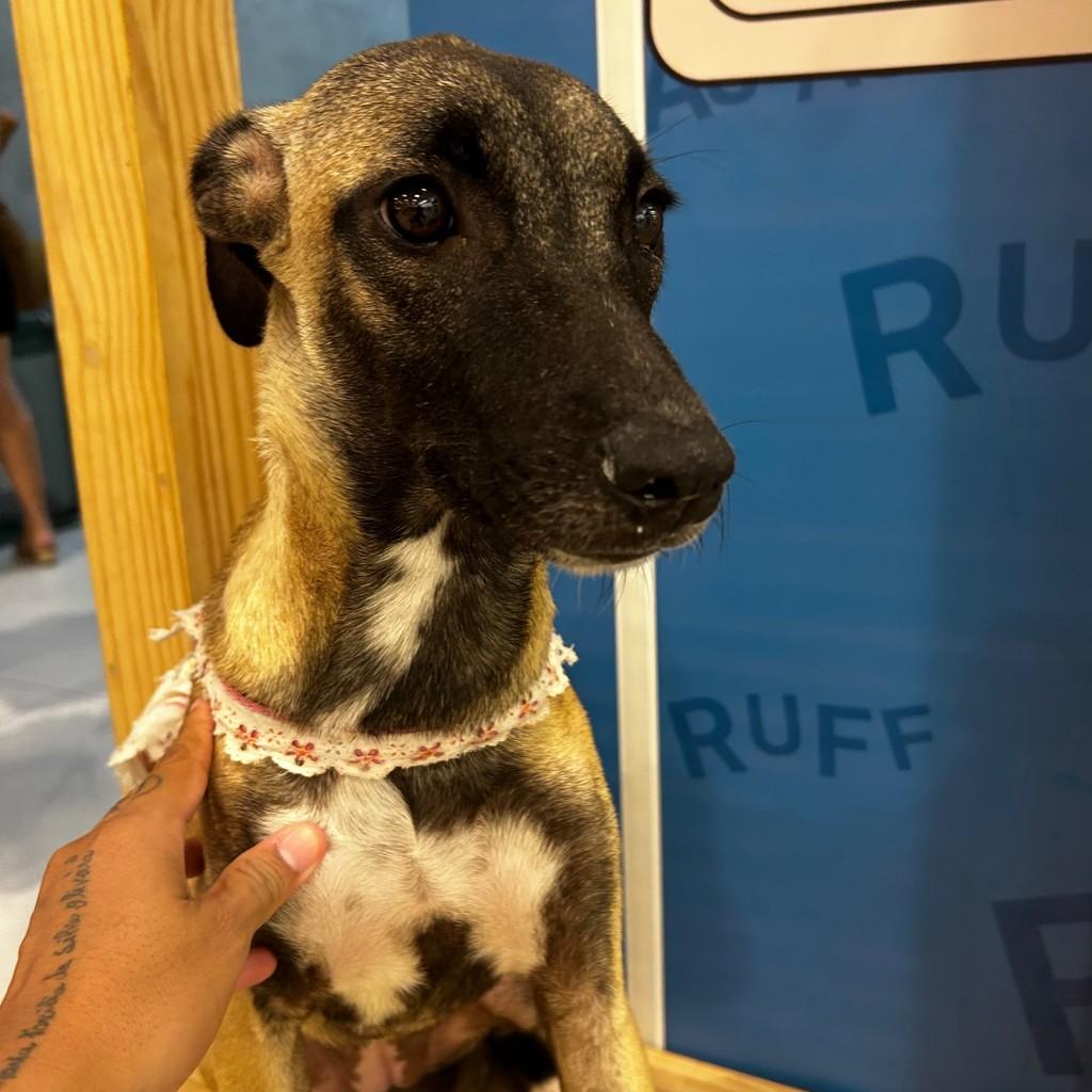 Rose, cadela de porte pequeno para adoção em Fortaleza - CE