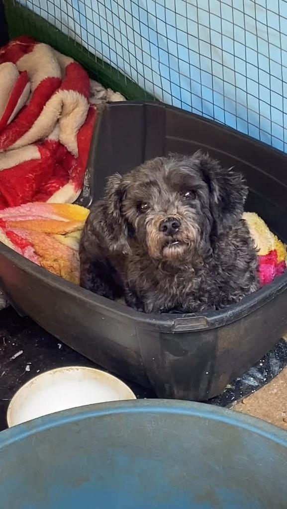 Princesa, cachorro de porte pequeno para adoção em São Gotardo - MG