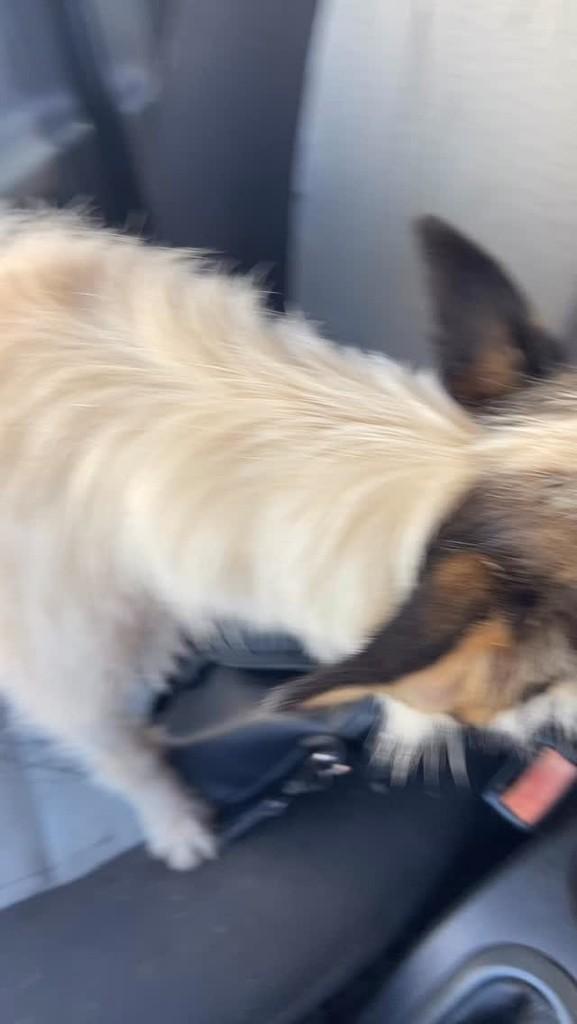 Cachorrinha, cadela de porte pequeno para adoção em São Gotardo - MG