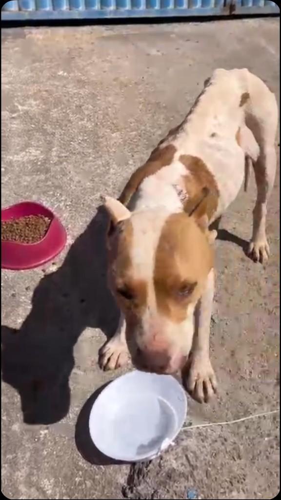 Cachorra, cadela de porte grande para adoção em São Gotardo - MG