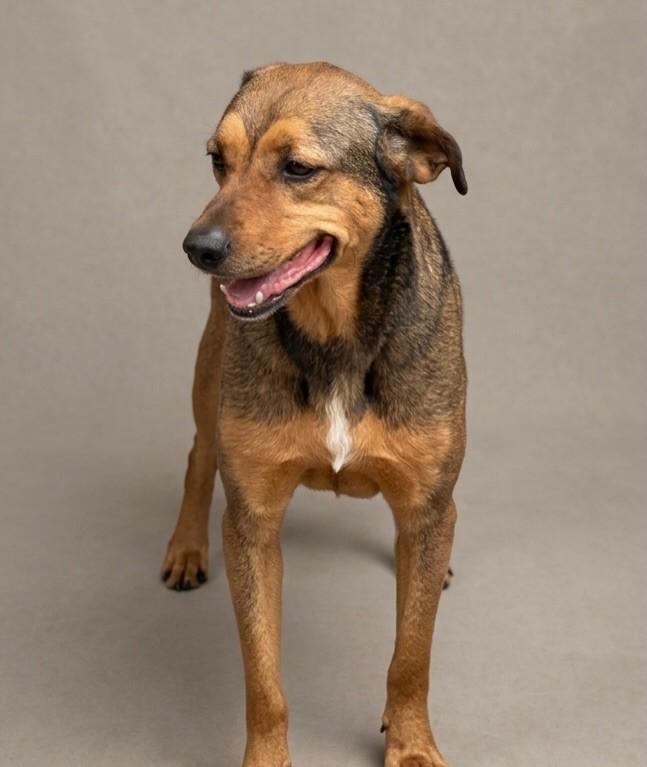 Peter, cachorro de porte médio para adoção em Ibiúna - SP