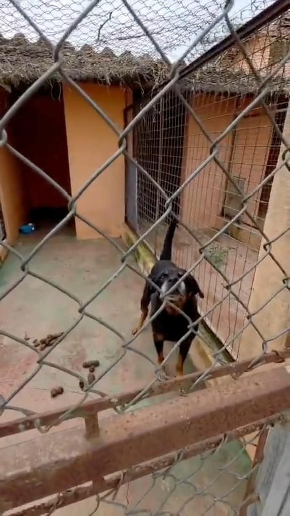 Max, cachorro de porte médio para adoção em Ibiúna - SP