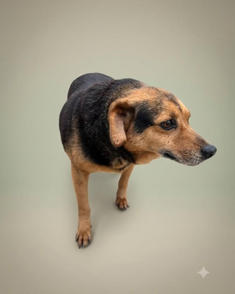 Belinho, cachorro de porte médio para adoção em Ibiúna - SP