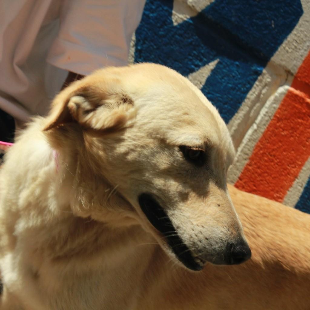 Ken, cachorro de porte médio para adoção em Ibiúna - SP