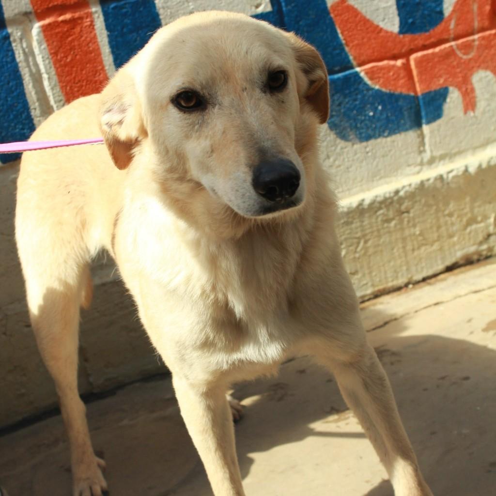 Ken, cachorro de porte médio para adoção em Ibiúna - SP — foto 2 de 3
