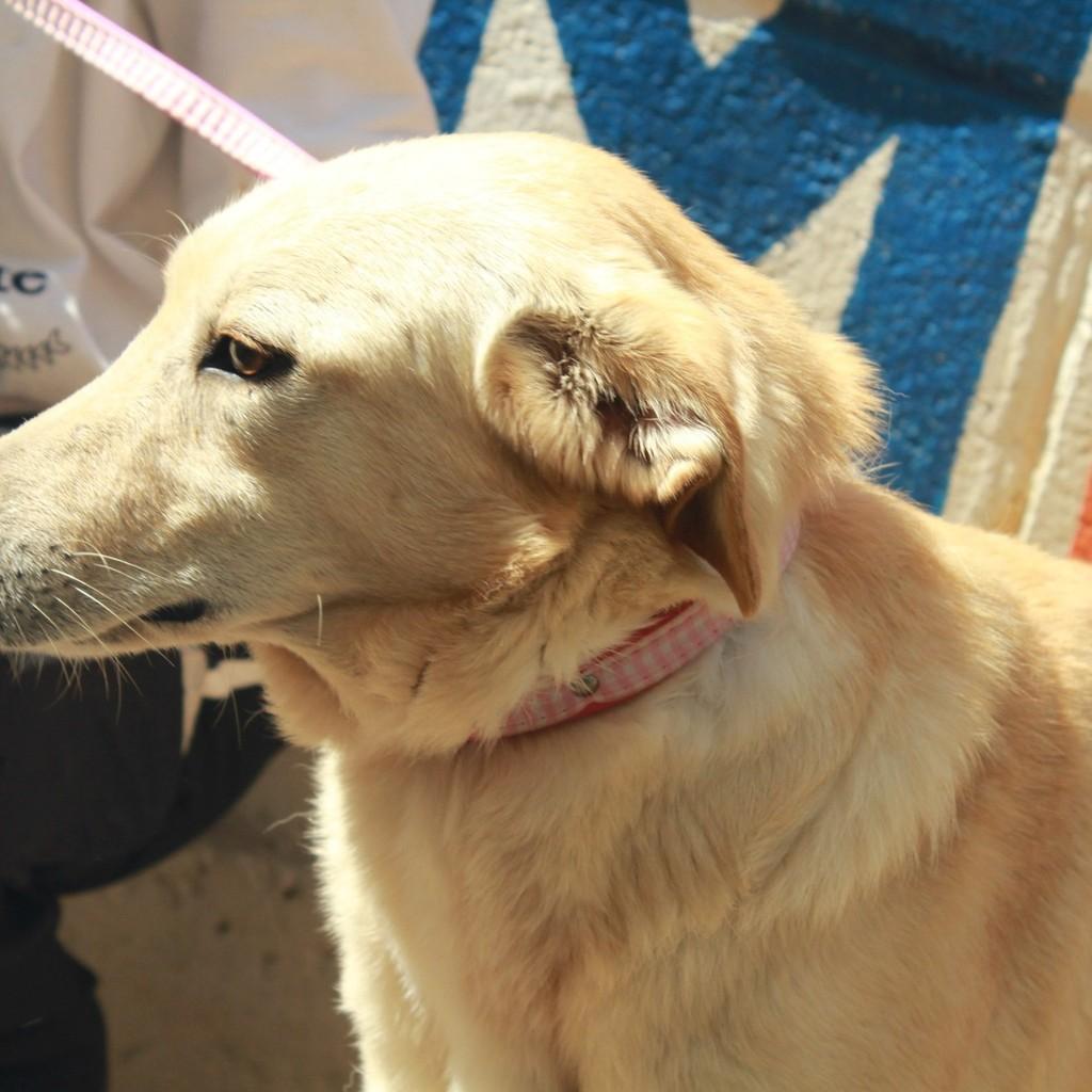 Ken, cachorro de porte médio para adoção em Ibiúna - SP — foto 3 de 3