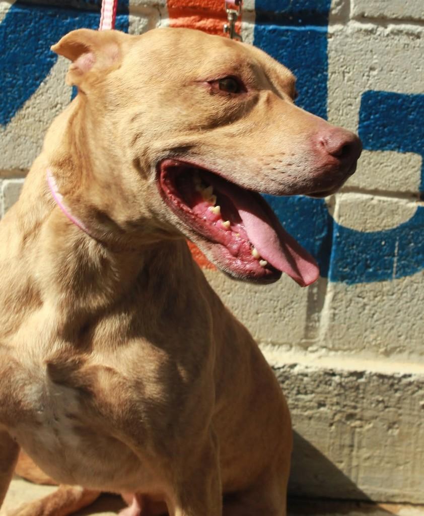 Bessy, cadela de porte médio para adoção em Ibiúna - SP