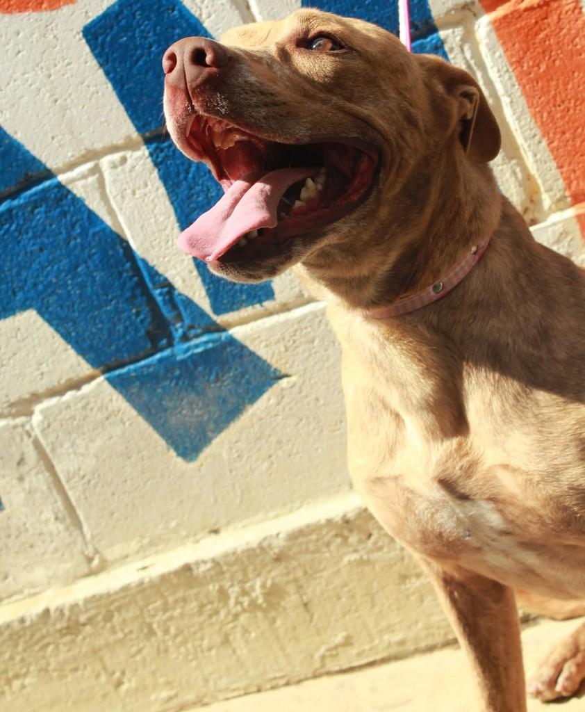 Bessy, cadela de porte médio para adoção em Ibiúna - SP — foto 2 de 3