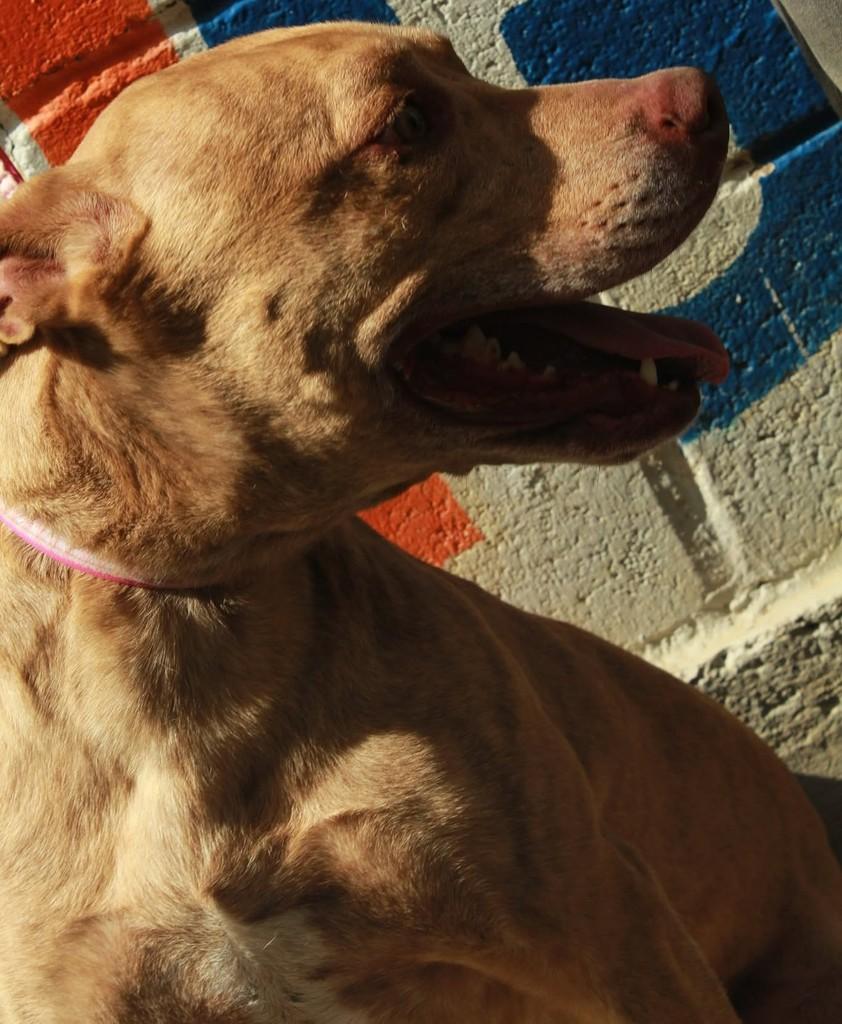 Bessy, cadela de porte médio para adoção em Ibiúna - SP — foto 3 de 3