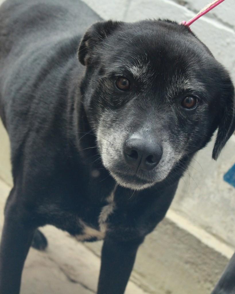 Quick, cachorro de porte médio para adoção em Ibiúna - SP