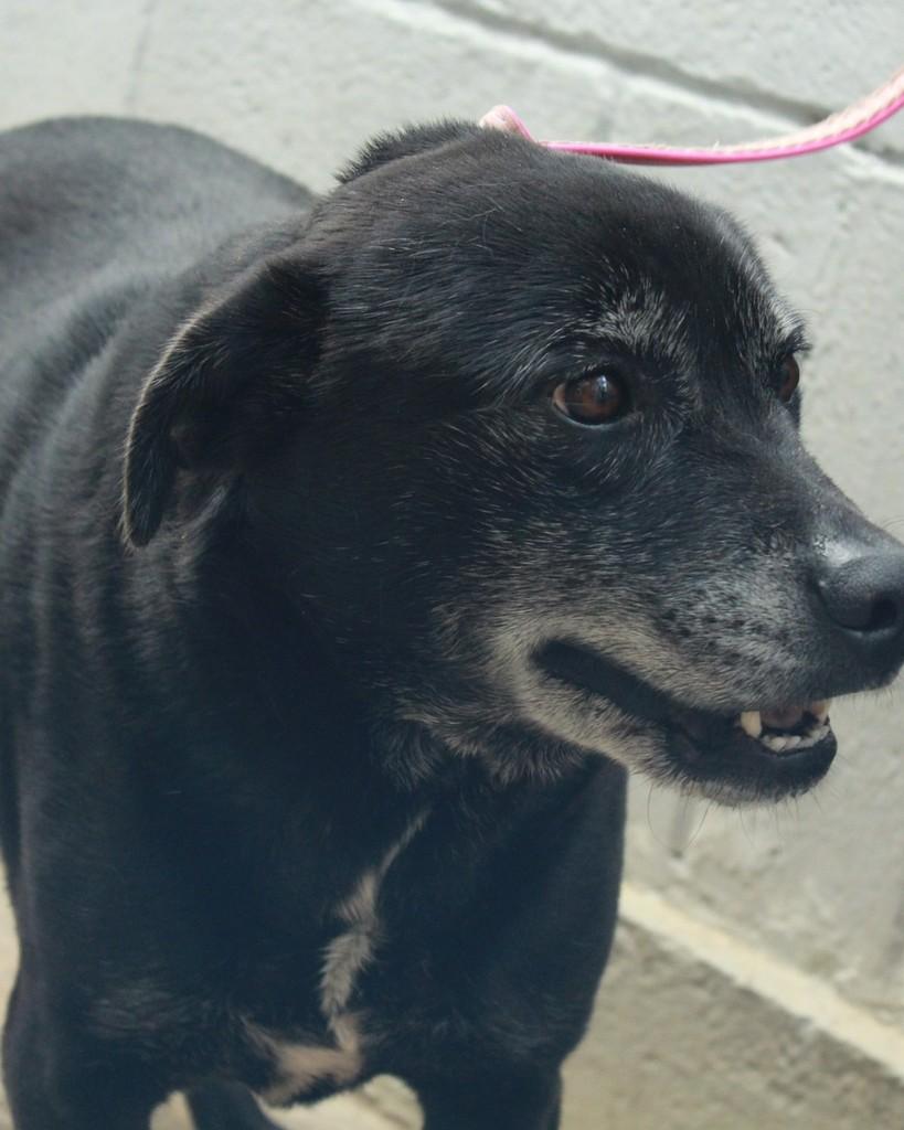 Quick, cachorro de porte médio para adoção em Ibiúna - SP — foto 2 de 3