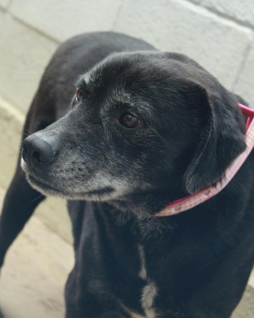 Quick, cachorro de porte médio para adoção em Ibiúna - SP — foto 3 de 3