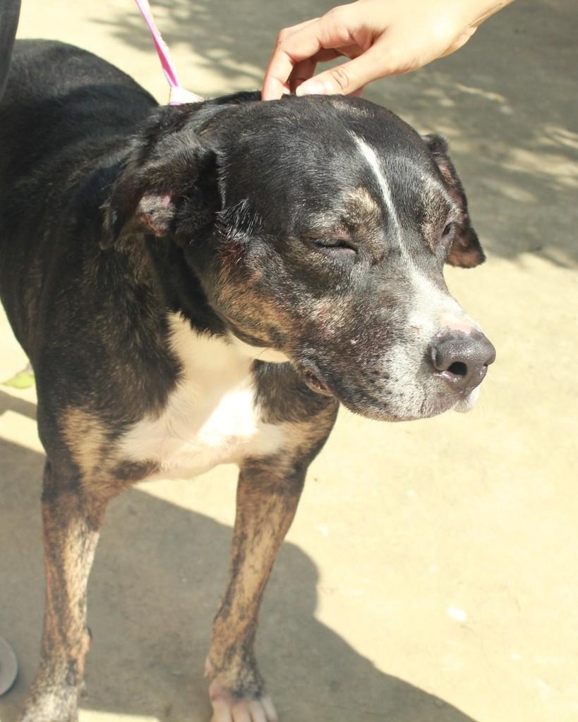 Pistache, cachorro de porte médio para adoção em Ibiúna - SP