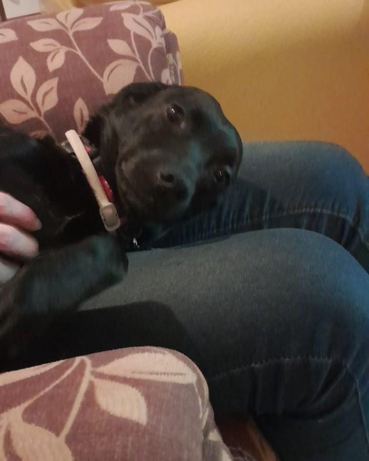 Kael, cachorro de porte pequeno para adoção em Ibiúna - SP