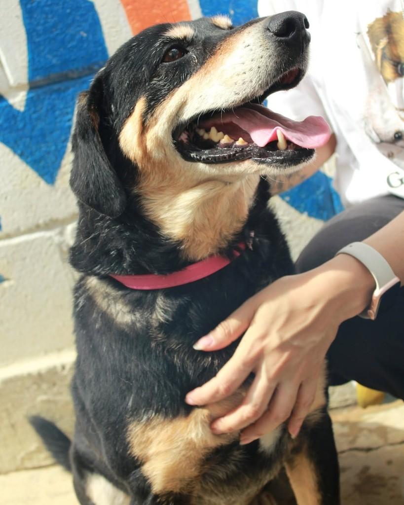 Vavá, cachorro de porte médio para adoção em Ibiúna - SP