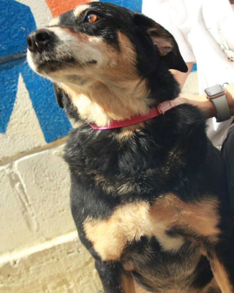 Vavá, cachorro de porte médio para adoção em Ibiúna - SP — foto 2 de 3